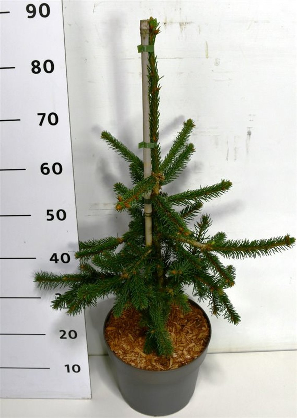 Picea a. 'Inversa' - C7.5 40-50 CM